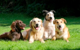 dog grooming, dog groomer, north palm beach fl, pet grooming, pet groomer